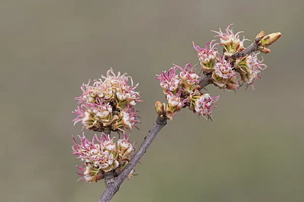 616146 - Silver maple (Acer saccharinum)
