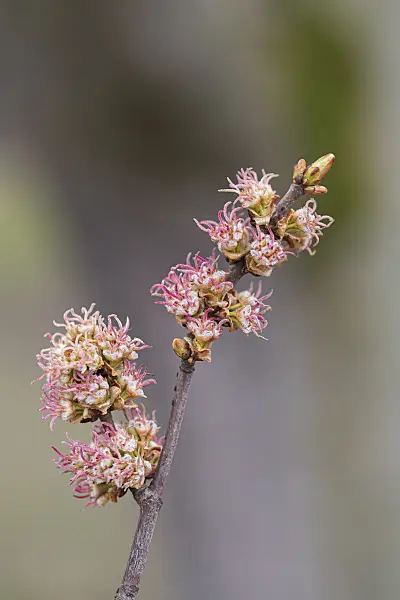 616147 - Silver maple (Acer saccharinum)