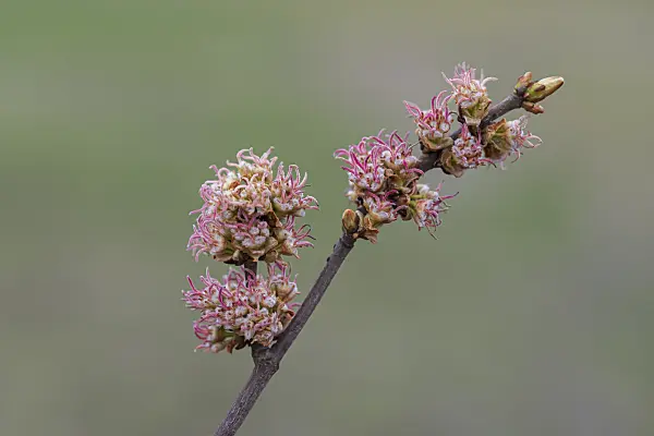 616148 - Silver maple (Acer saccharinum)