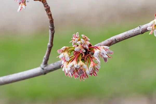 664021 - Silver maple (Acer saccharinum)