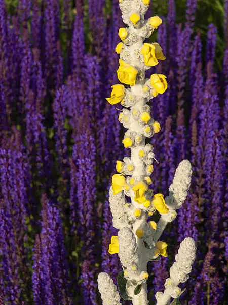 438244 - Silver mullein (Verbascum bombyciferum) and woodland sage (Salvia nemorosa)