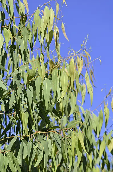 572082 - Silver princess gum (Eucalyptus caesia)