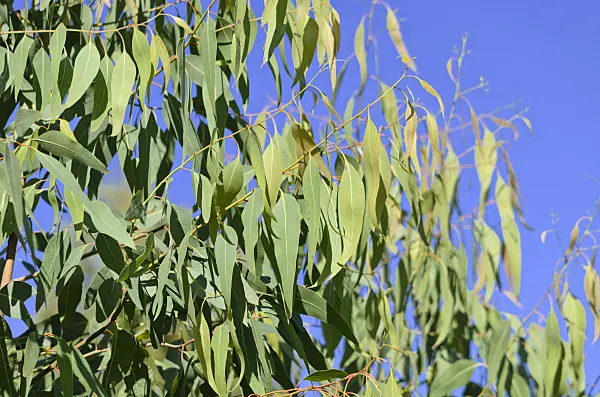 572083 - Silver princess gum (Eucalyptus caesia)