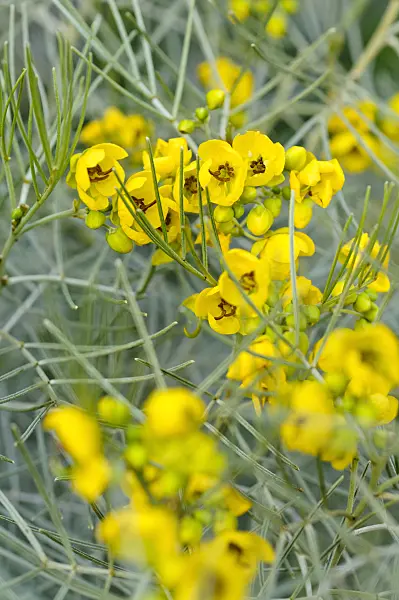 479035 - Silver senna (Senna artemisioides syn. Cassia artemisioides)
