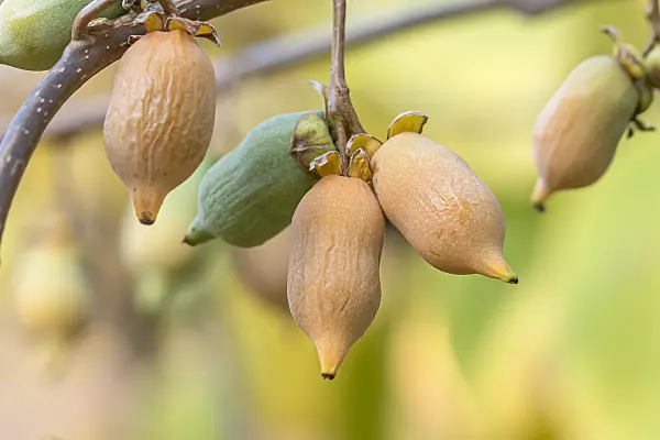638025 - Silver vine (Actinidia polygama)