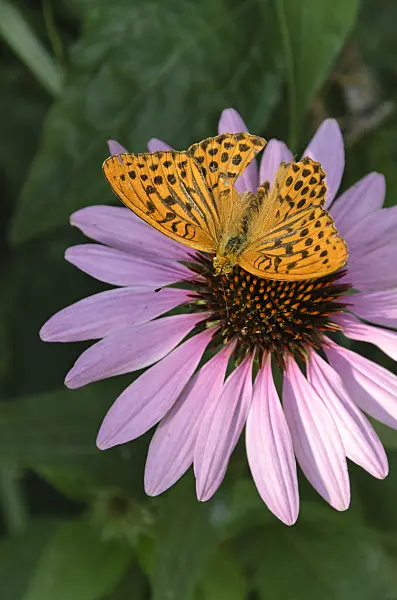 498309 - Silver-washed fritillary (Argynnis paphia) and purple cone flower (Echinacea purpurea)