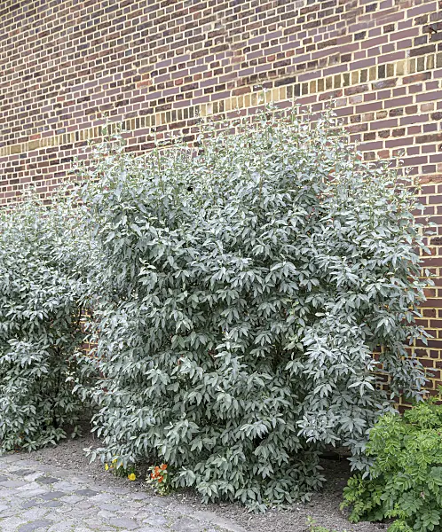 607041 - Silverberry (Elaeagnus commutata syn. Elaeagnus argentea)