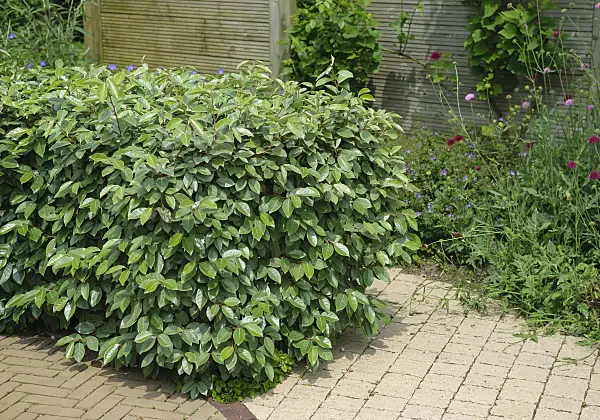 526095 - Silverberry (Elaeagnus x ebbingei)
