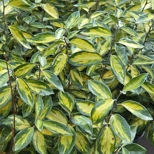 502190 - Silverberry (Elaeagnus x ebbingei 'Limelight')