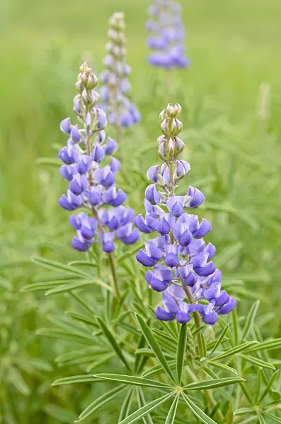 508206 - Silvery lupin (Lupinus argenteus)