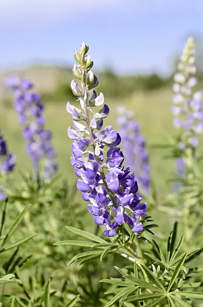508386 - Silvery lupin (Lupinus argenteus)