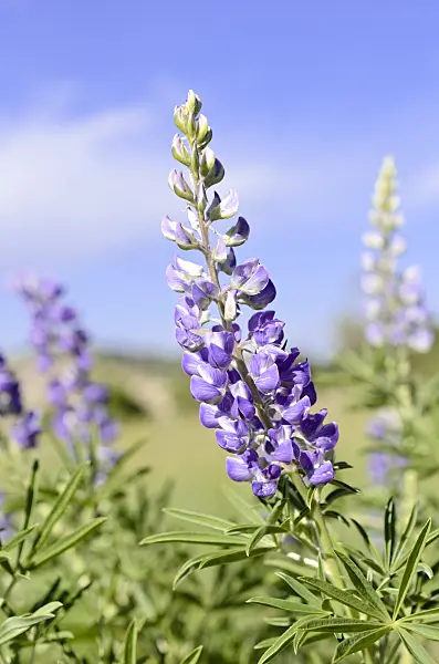508387 - Silvery lupin (Lupinus argenteus)