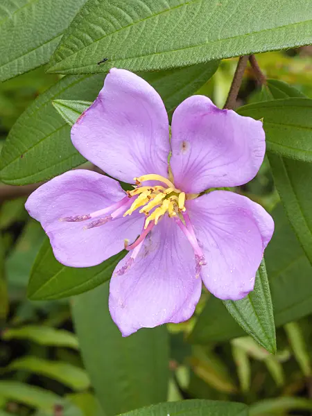 411170 - Singapore rhododendron (Melastoma malabathricum)