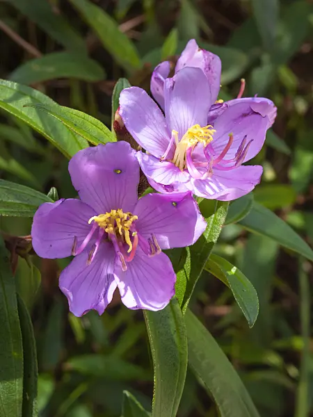 411260 - Singapore rhododendron (Melastoma malabathricum)