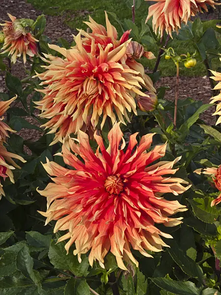 418061 - Single dahlia (Dahlia Autumn Fairy)