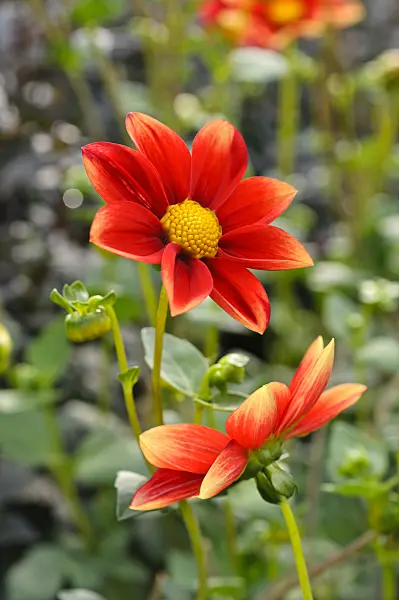 476131 - Single dahlia (Dahlia Karneol)