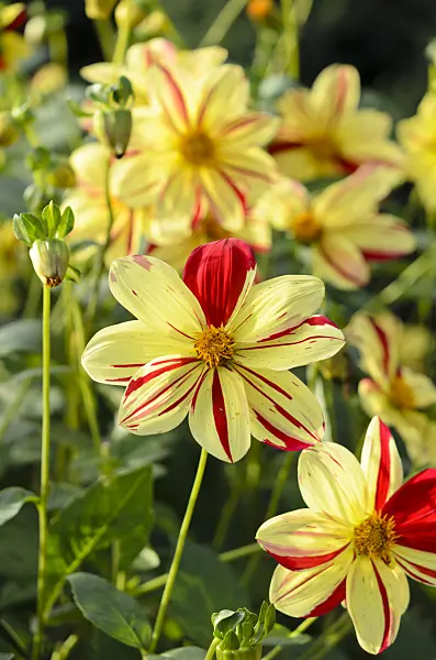 525431 - Single dahlia (Dahlia Saitenspiel)