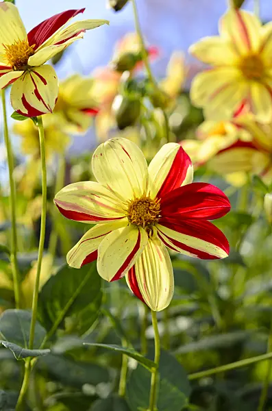 525432 - Single dahlia (Dahlia Saitenspiel)