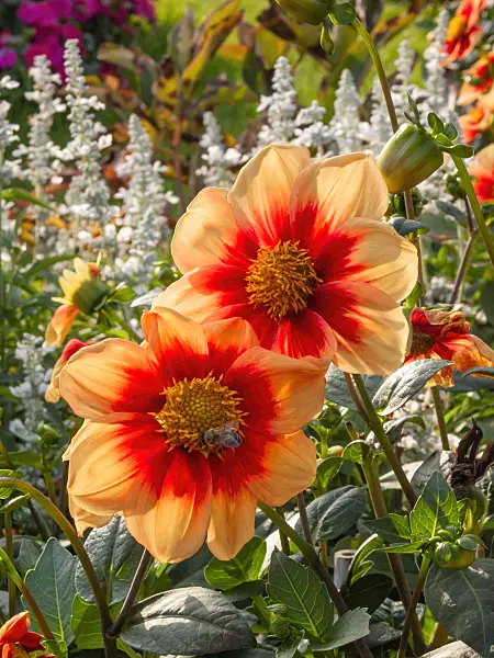 405045 - Single dahlia (Dahlia Schloss Reinbek)