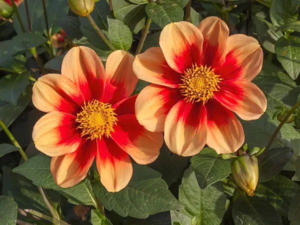 406008 - Single dahlia (Dahlia Schloss Reinbek)
