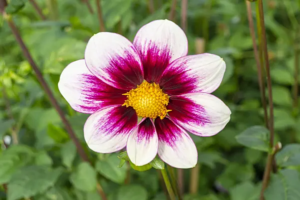 625051 - Single dahlia (Dahlia Vielliebchen)