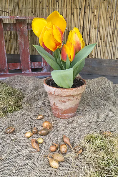 543015 - Single early tulip (Tulipa Flair) in a flower pot