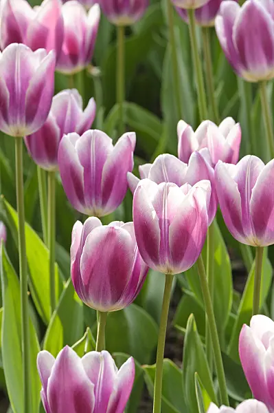 471320 - Single late tulip (Tulipa Alexander Puschkin)