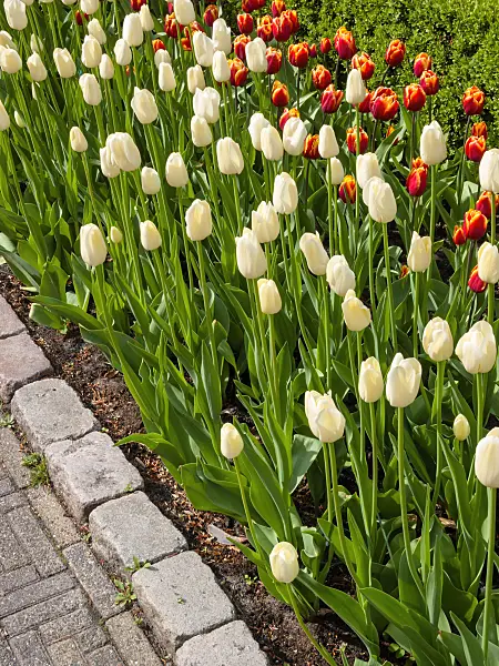 401090 - Single late tulip (Tulipa City of Vancouver)