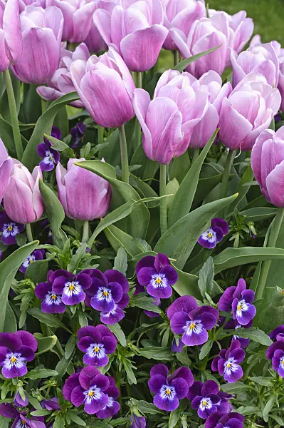 471323 - Single late tulip (Tulipa Clara Butt)