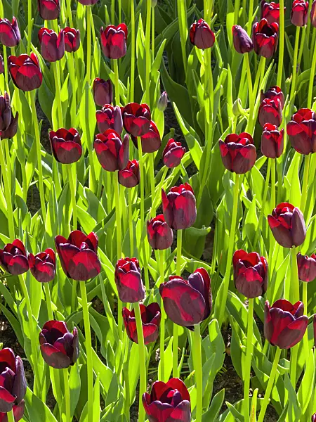401190 - Single late tulip (Tulipa Philippe de Comines)