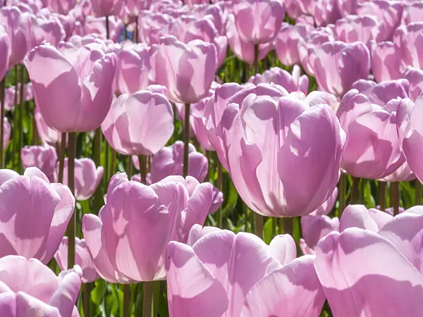 401185 - Single late tulip (Tulipa Pink Diamond)
