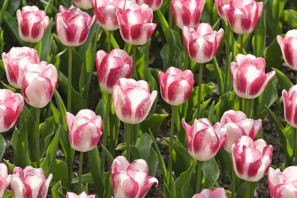 471318 - Single late tulip (Tulipa Shirley)
