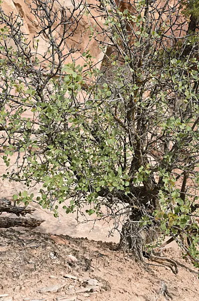 508303 - Singleleaf ash (Fraxinus anomala)