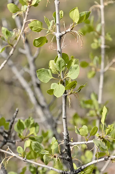 508305 - Singleleaf ash (Fraxinus anomala)