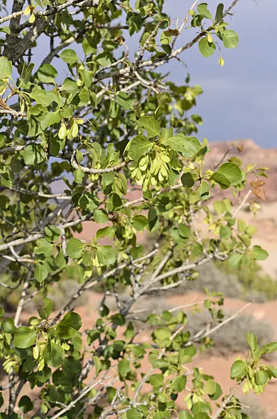 508309 - Singleleaf ash (Fraxinus anomala)