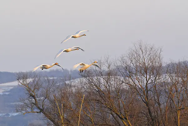 529012 - Singschwäne (Cygnus cygnus), Nationalpark Unteres Odertal, Deutschland