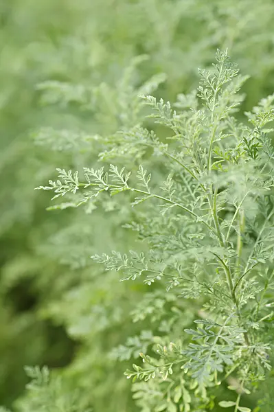 470091 - Sisymbrium millefolium