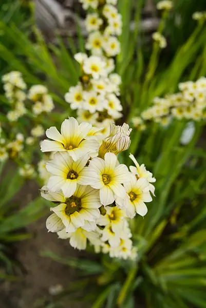 672037 - Sisyrinchium striatum
