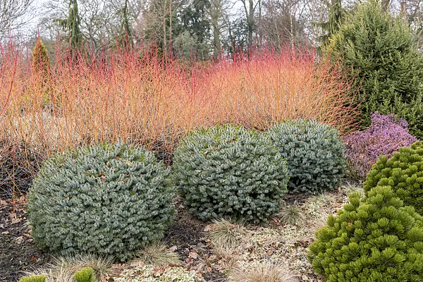 625311 - Sitka-Fichte (Picea sitchensis 'Tenas') und Blutroter Hartriegel (Cornus sanguinea 'Midwinter Fire')