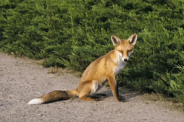 367079 - Sitting and tired looking red fox (Vulpes vulpes) on a garden path