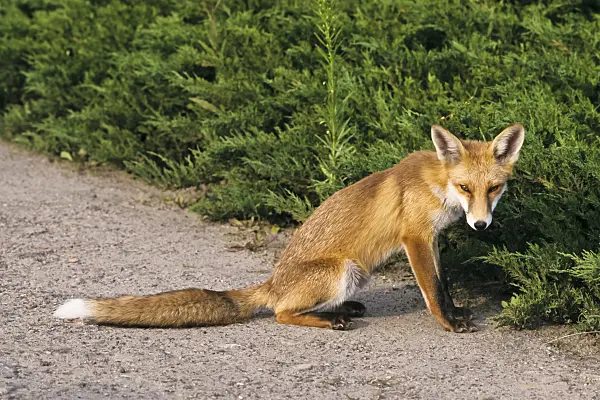 367081 - Sitting and tired looking red fox (Vulpes vulpes) on a garden path