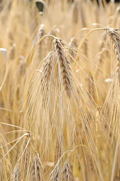 486127 - Six-rowed barley (Hordeum vulgare f. hexastichon)