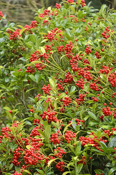 553046 - Skimmia laureola