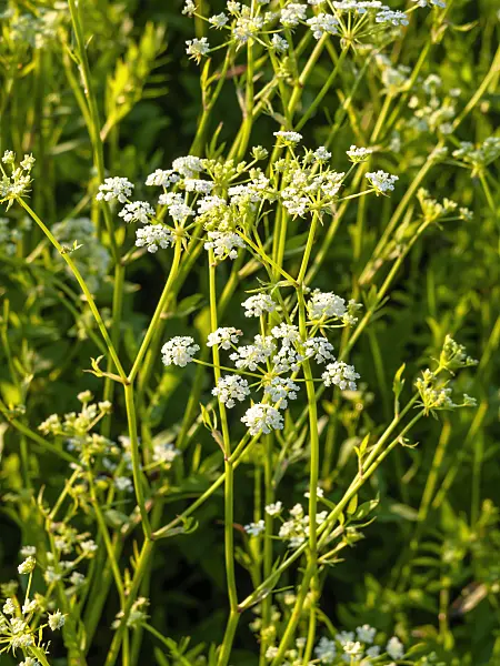 450059 - Skirret (Sium sisarum)