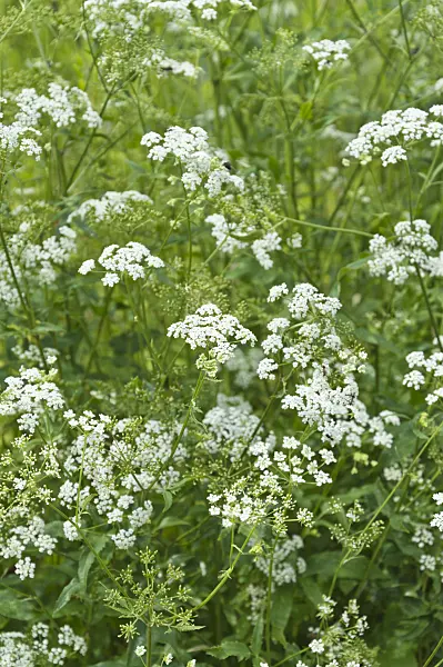 511142 - Skirret (Sium sisarum)