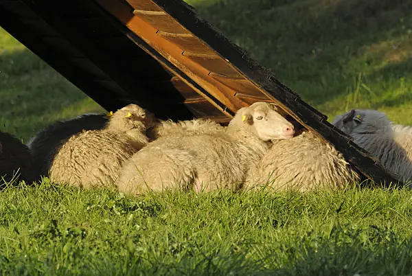 524108 - Skudden (Ovis orientalis aries)