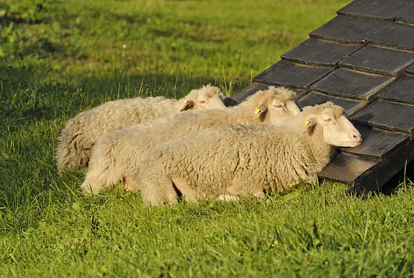 524109 - Skuddes (Ovis orientalis aries)
