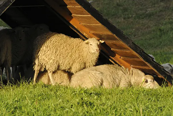 524111 - Skuddes (Ovis orientalis aries)