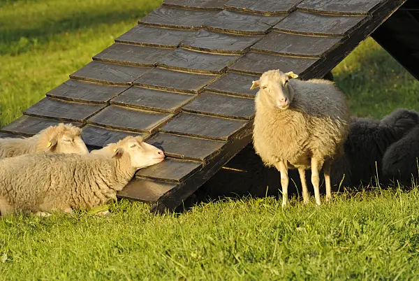 524113 - Skuddes (Ovis orientalis aries)