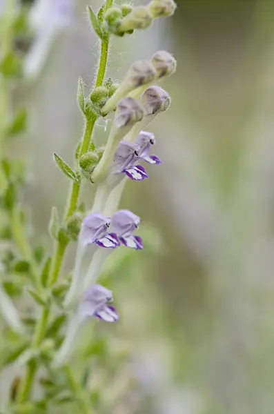 521068 - Skullcap (Scutellaria columnae)